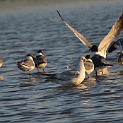 Ring-billes Gull and Laughing Gulls, Bolivar Pennisula, Texas